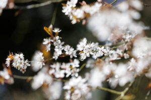 20代におすすめの恋活アプリはサクラが少ないのか？